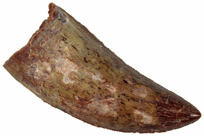 Serrated, Carcharodontosaurus Tooth - Real Dinosaur Tooth #311034